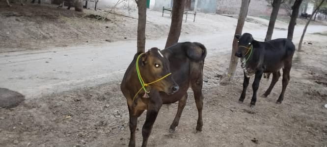 Bullas Child