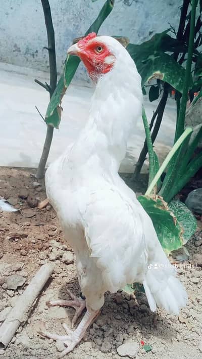  quality aseel Paperwhite hera madi