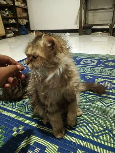 full breeder persian cats doll face long coat
