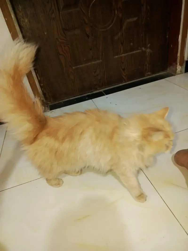full breeder persian cats doll face long coat — photo 2