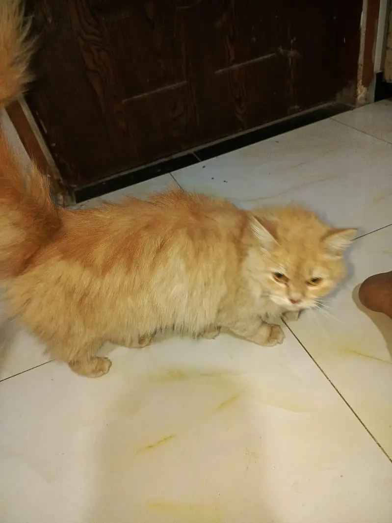full breeder persian cats doll face long coat — photo 3