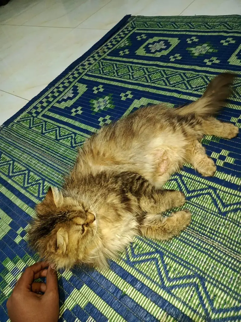 full breeder persian cats doll face long coat — photo 4
