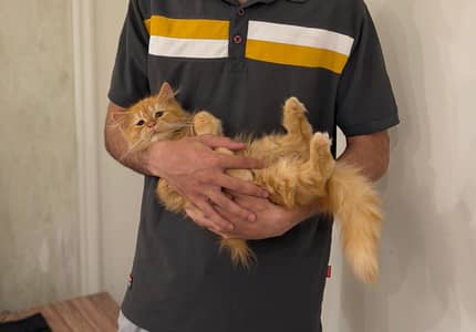 Persian and Himalayan kittens/cats