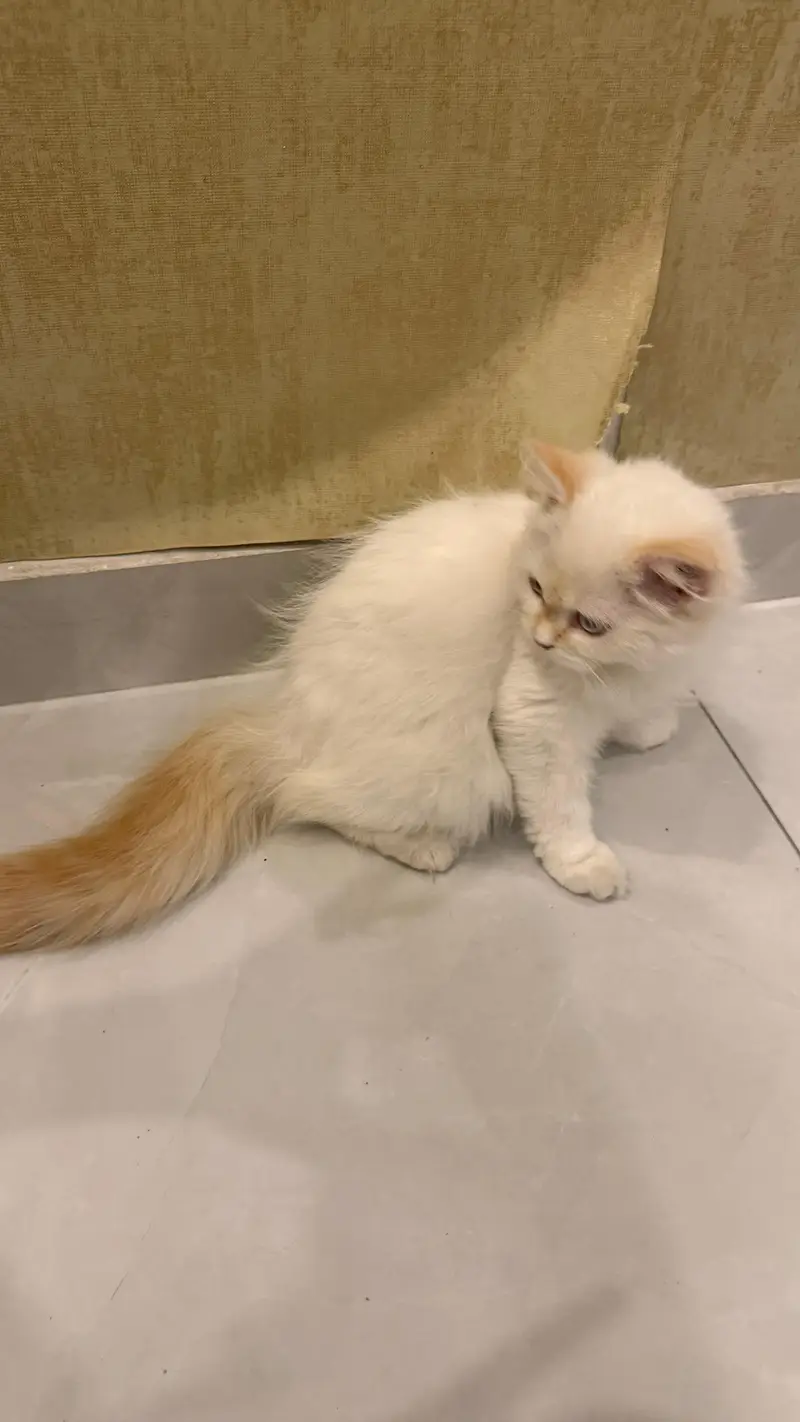 Persian and Himalayan kittens/cats — photo 2