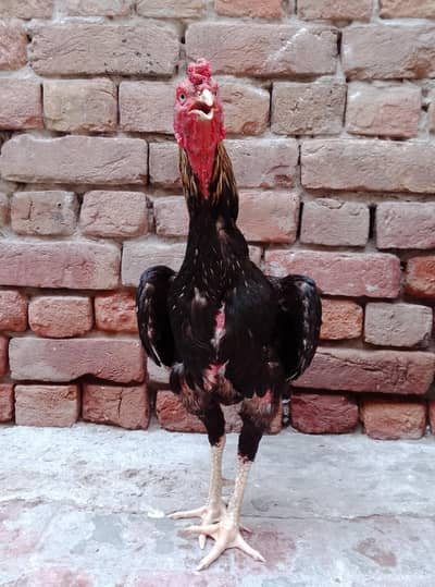 Seal Hen | Mianwali | Pure Seal Hen Aseel