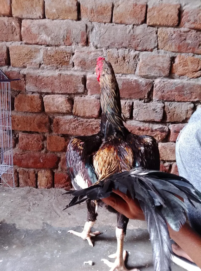 Seal Hen | Mianwali | Pure Seal Hen Aseel — photo 2