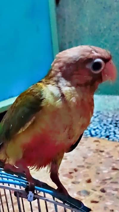 pineapple self:3500 and baby:4k,or  lovebirds:1500