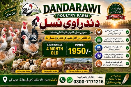 hens/ dandarawi hens | fancy hens | dandarawi chicken/hens
