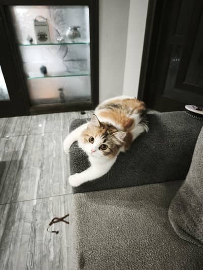 Pure percian cat