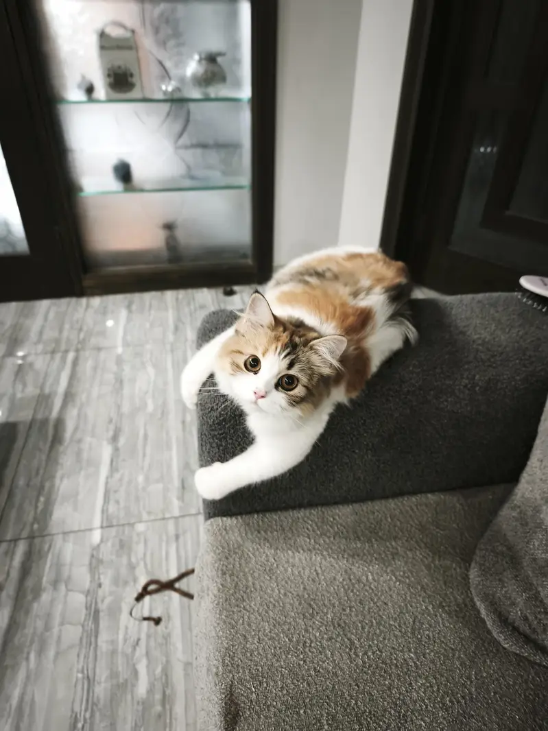 Pure percian cat — photo 2