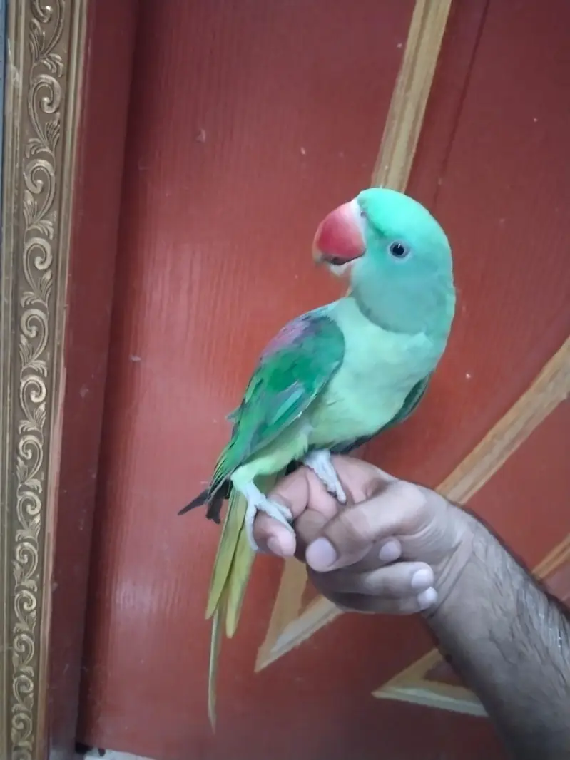 TAME KASHMIRI RAW MALE — photo 2