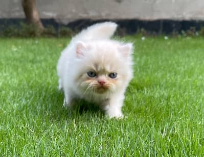 Pure Persian Kitten (Piki & Semi-Punch Face Mix)