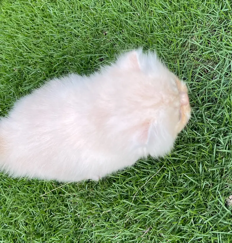 Pure Persian Kitten (Piki & Semi-Punch Face Mix) — photo 2