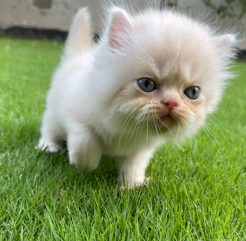 Pure Persian Kitten (Piki & Semi-Punch Face Mix) — photo 3
