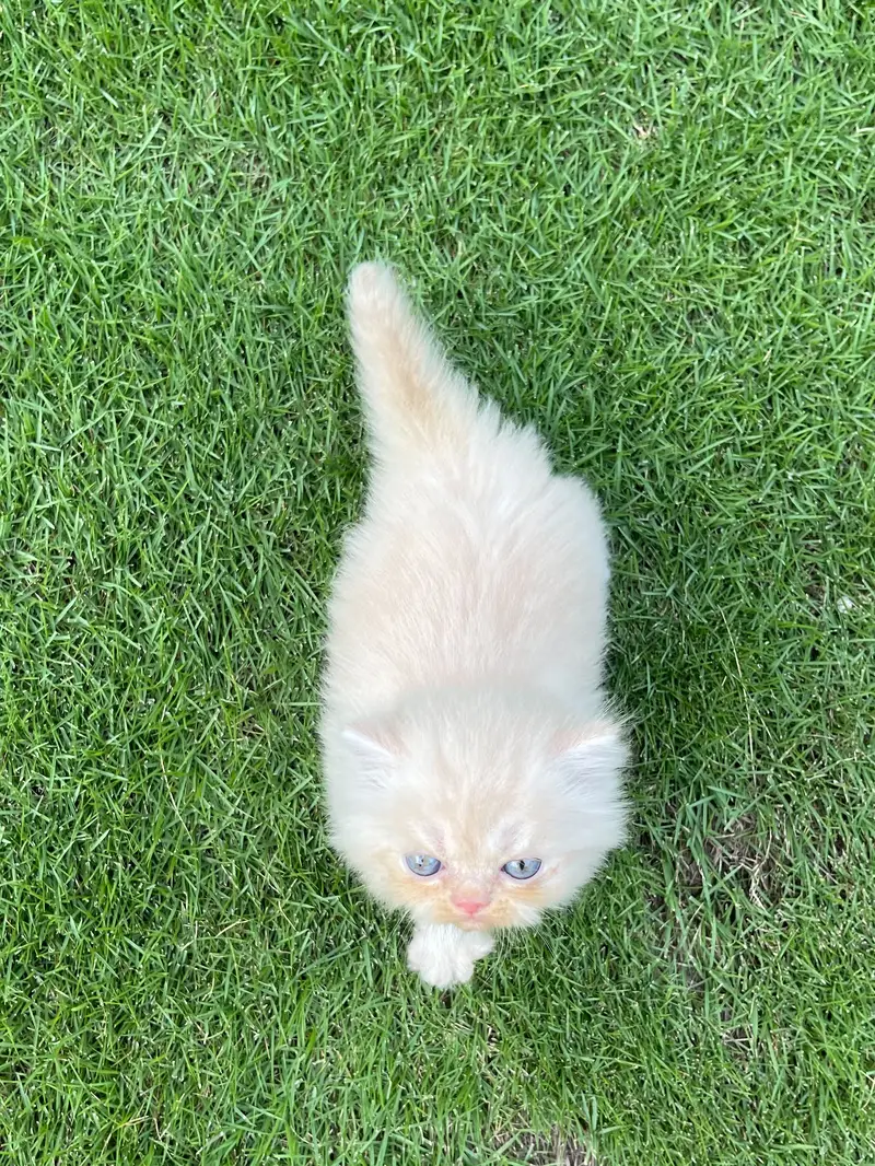Pure Persian Kitten (Piki & Semi-Punch Face Mix) — photo 4