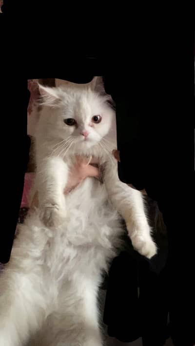 contact me on olx my cat is fir sale