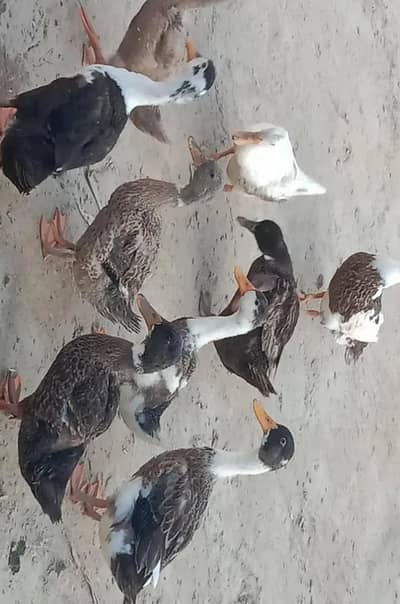 Dasi ducks
