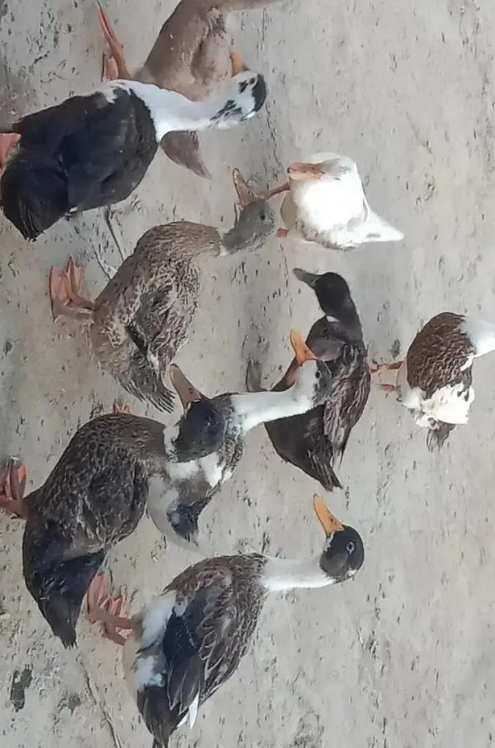 Dasi ducks