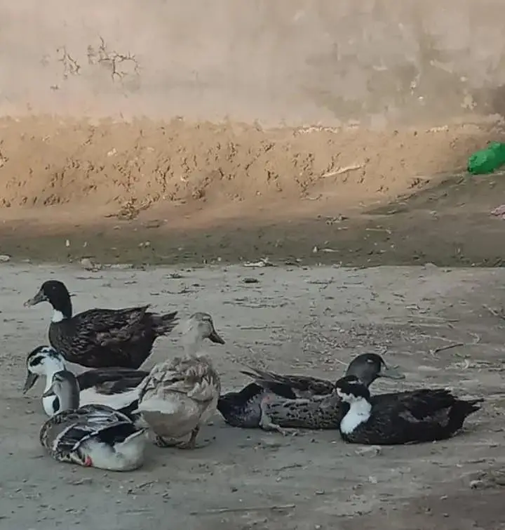 Dasi ducks — photo 2
