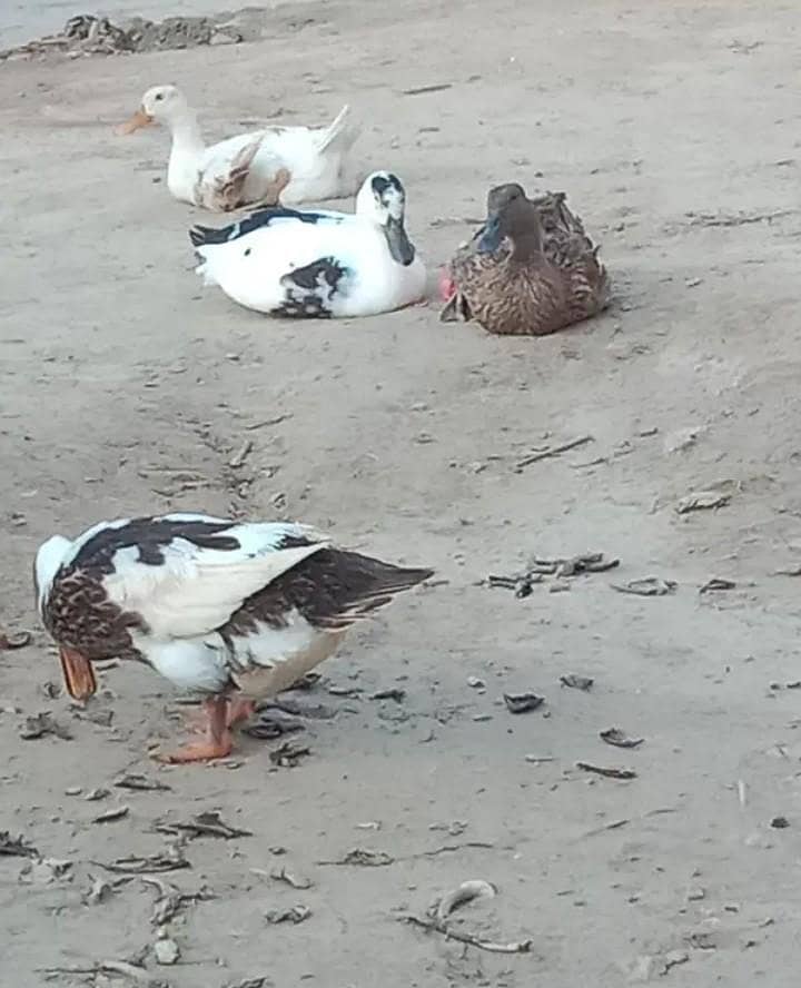 Dasi ducks 2