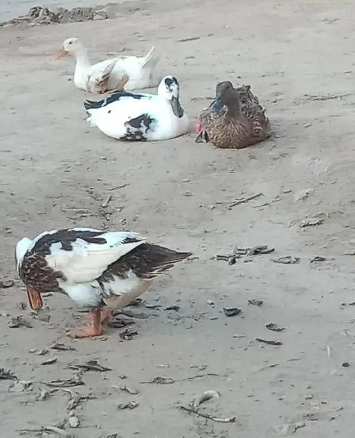 Dasi ducks — photo 3