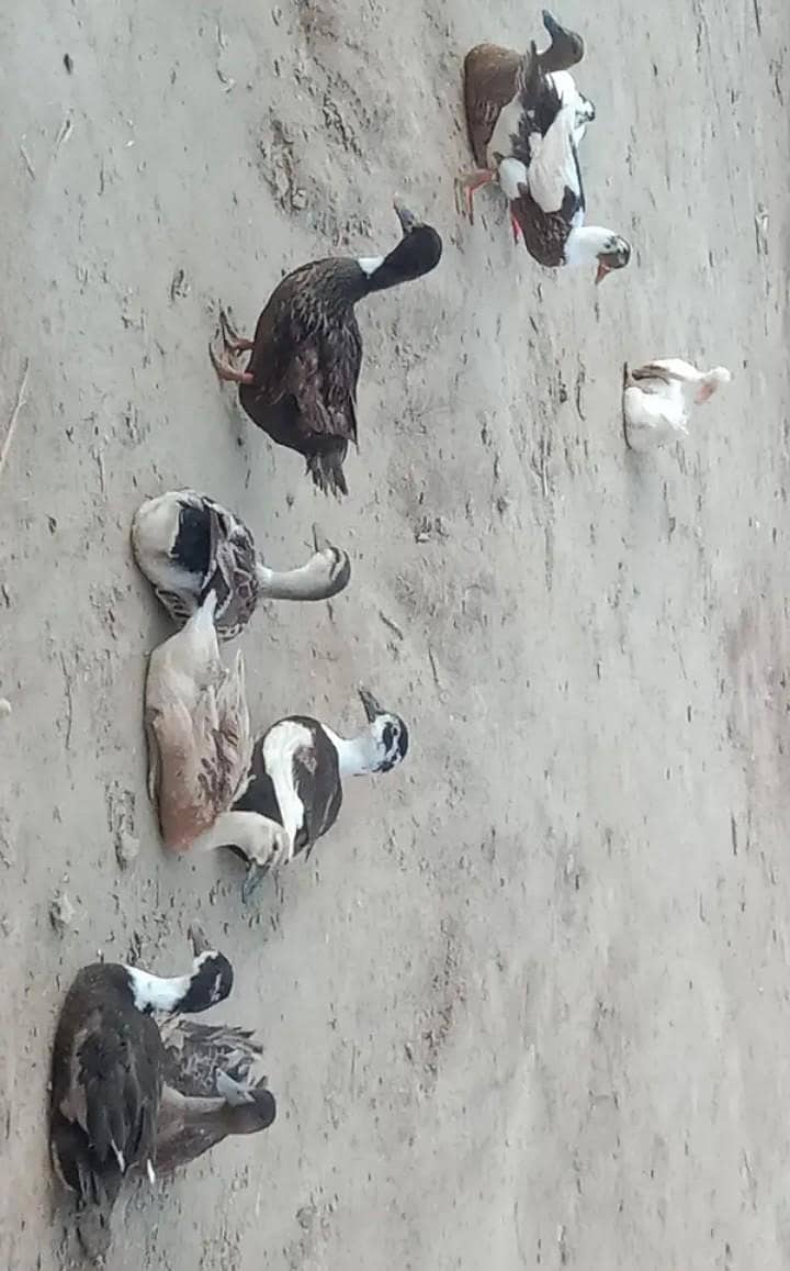 Dasi ducks 3