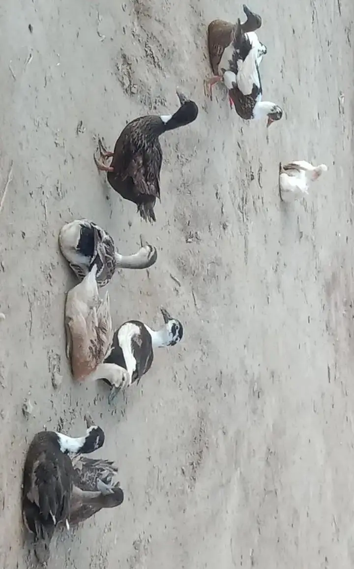 Dasi ducks — photo 4