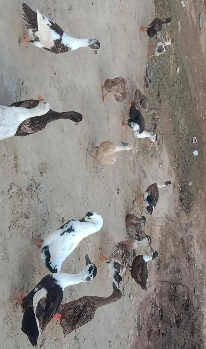 Dasi ducks 4