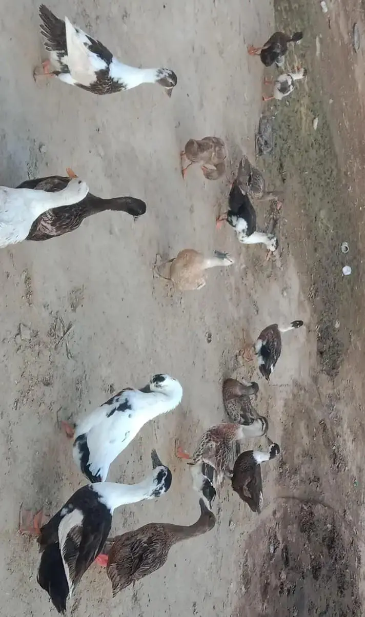 Dasi ducks — photo 5