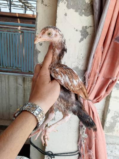 Aseel 8 chicks