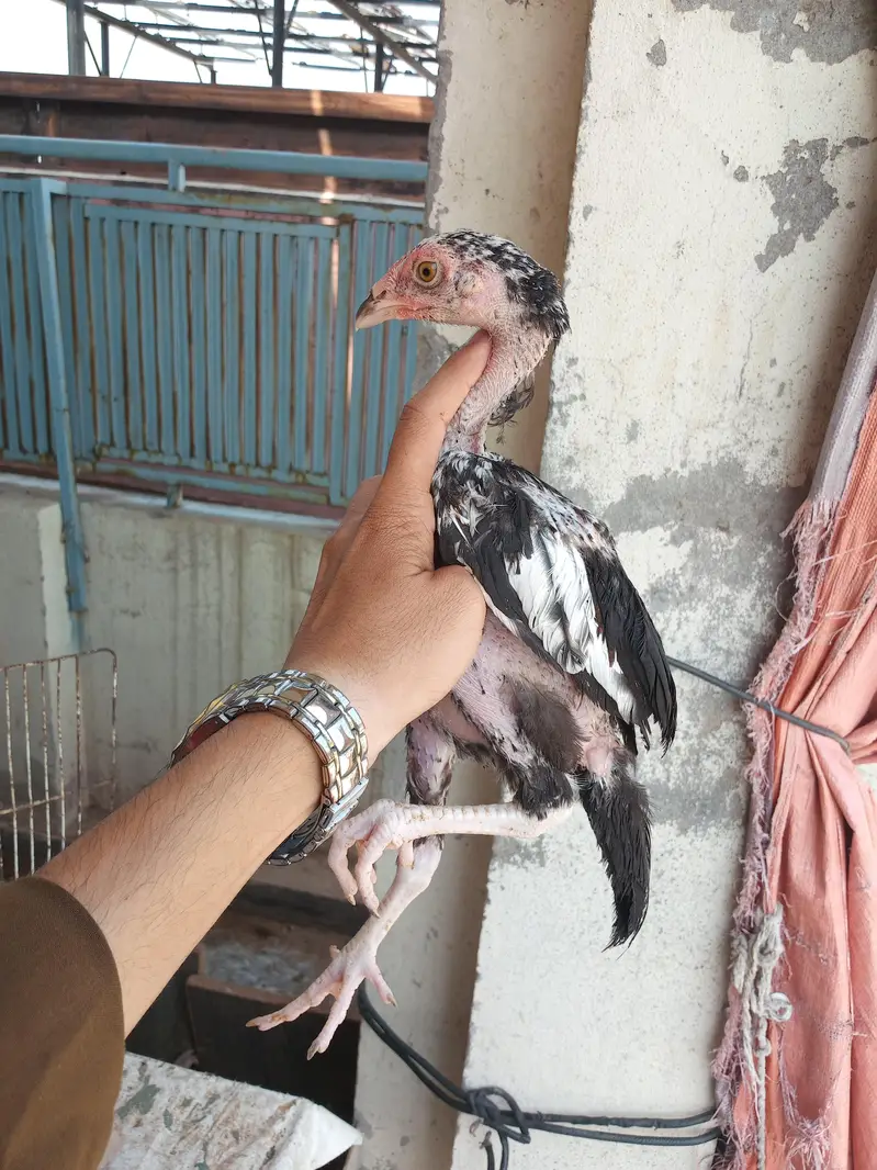 Aseel 8 chicks — photo 2