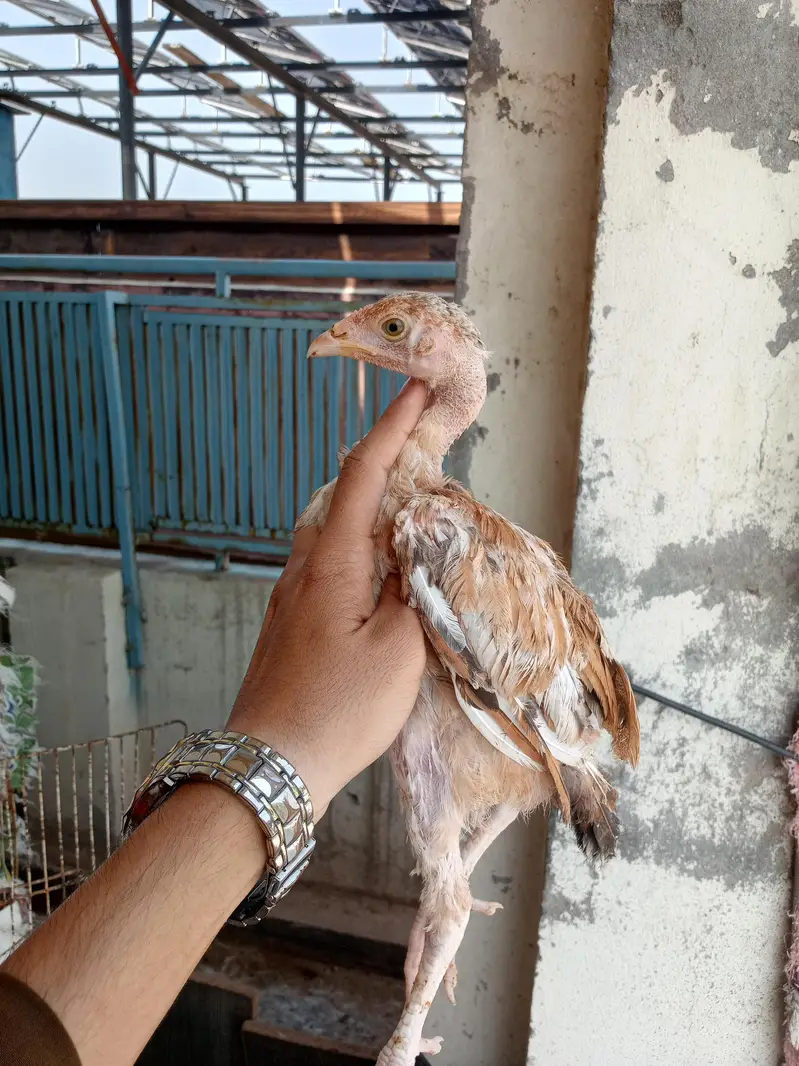 Aseel 8 chicks — photo 3