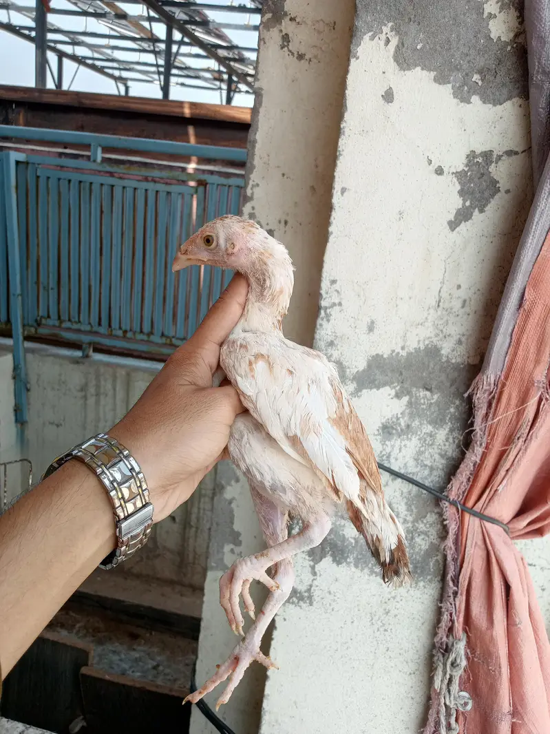Aseel 8 chicks — photo 4
