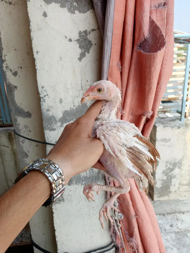 Aseel 8 chicks — photo 5