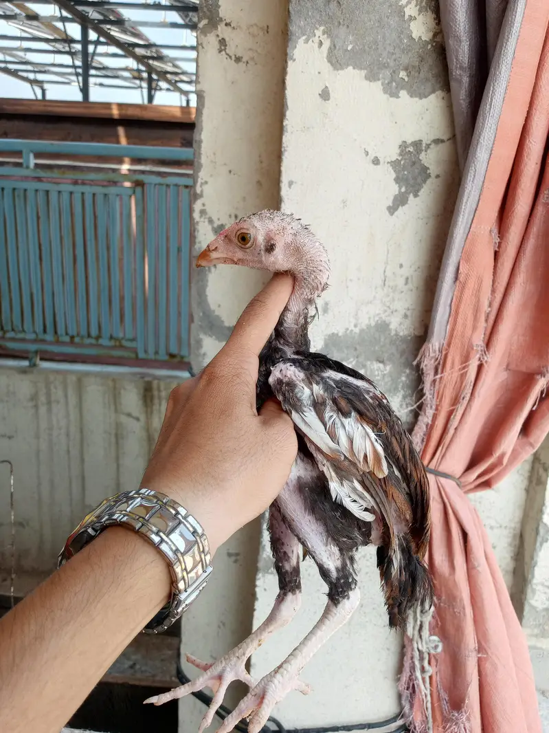 Aseel 8 chicks — photo 6