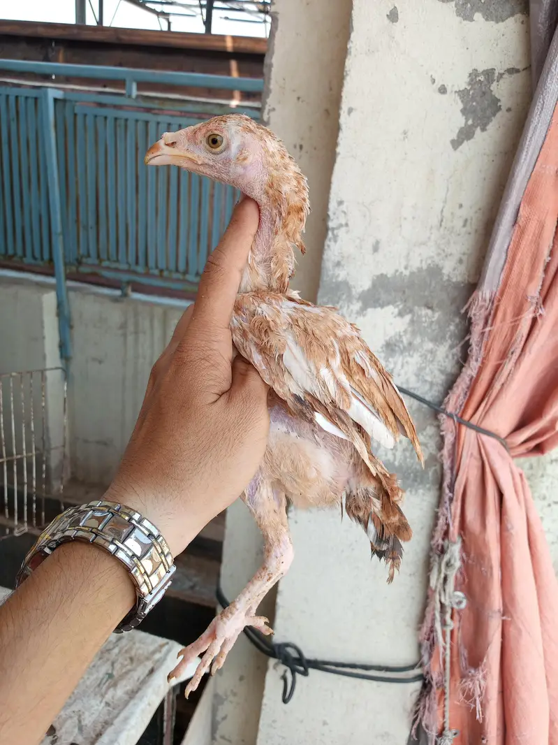 Aseel 8 chicks — photo 7