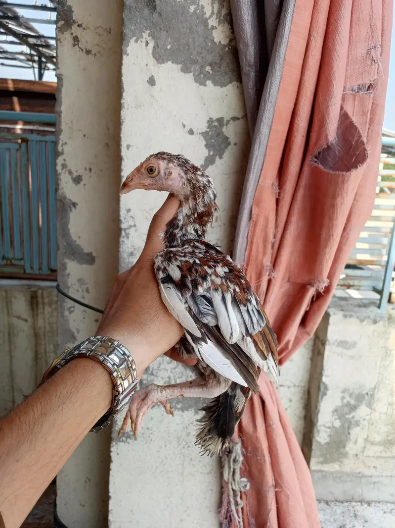 Aseel 8 chicks — photo 8