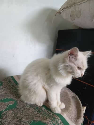 persian whait cat