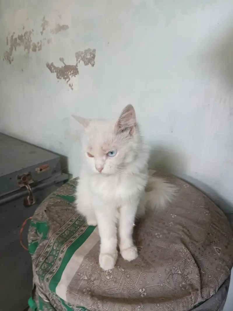persian whait cat — photo 2