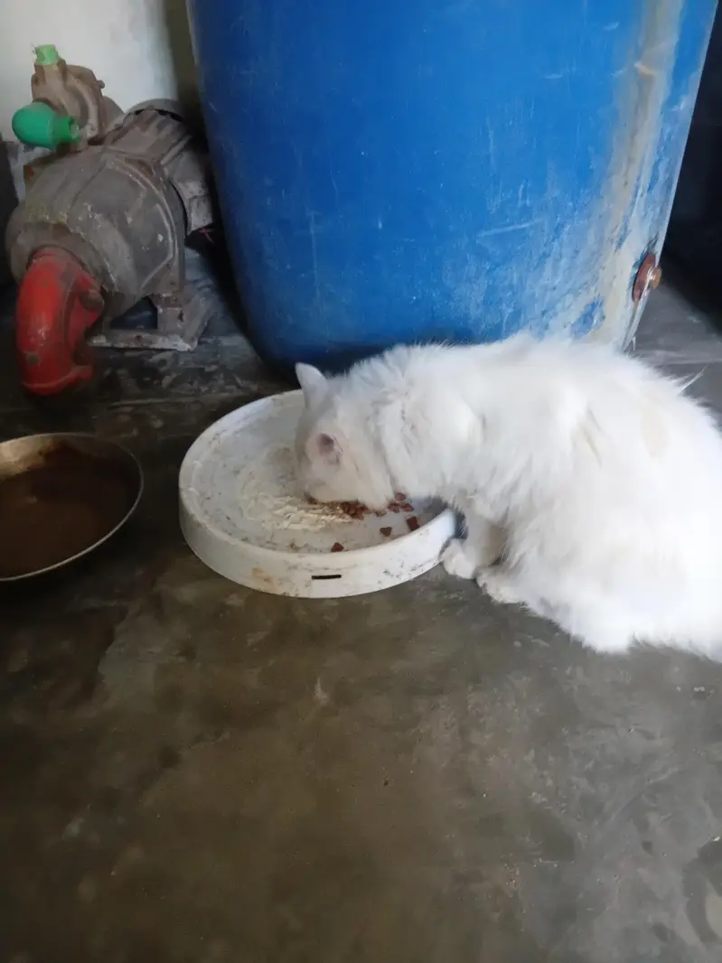 persian whait cat — photo 3