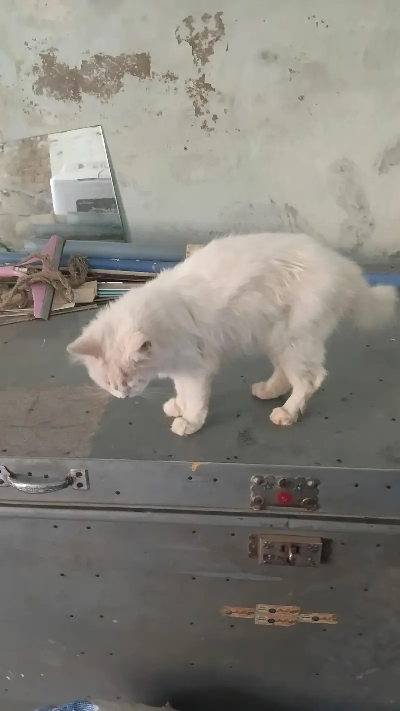 persian whait cat — photo 4