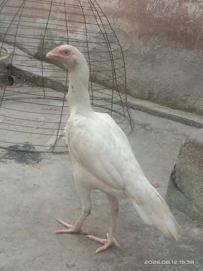 Heera Pathi Aseel
