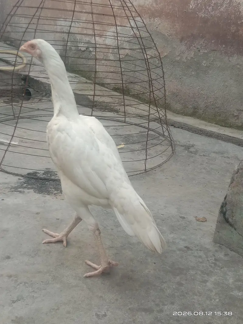 Heera Pathi Aseel — photo 3