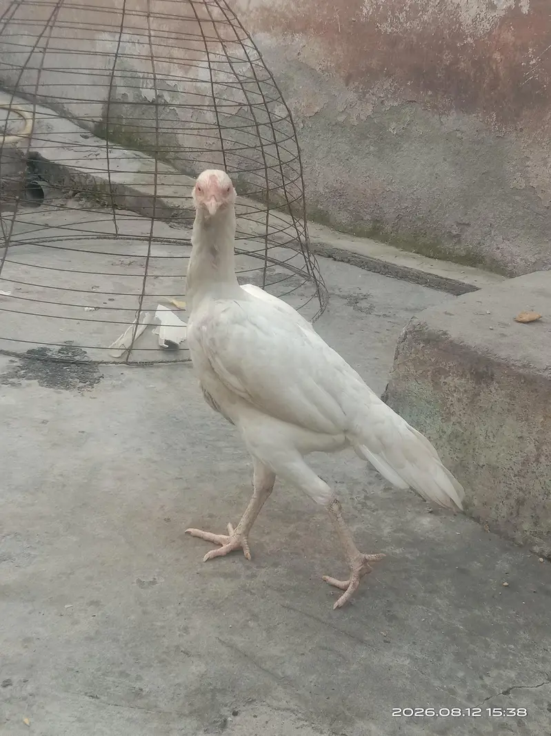 Heera Pathi Aseel — photo 4