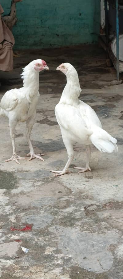 heera aseel pair