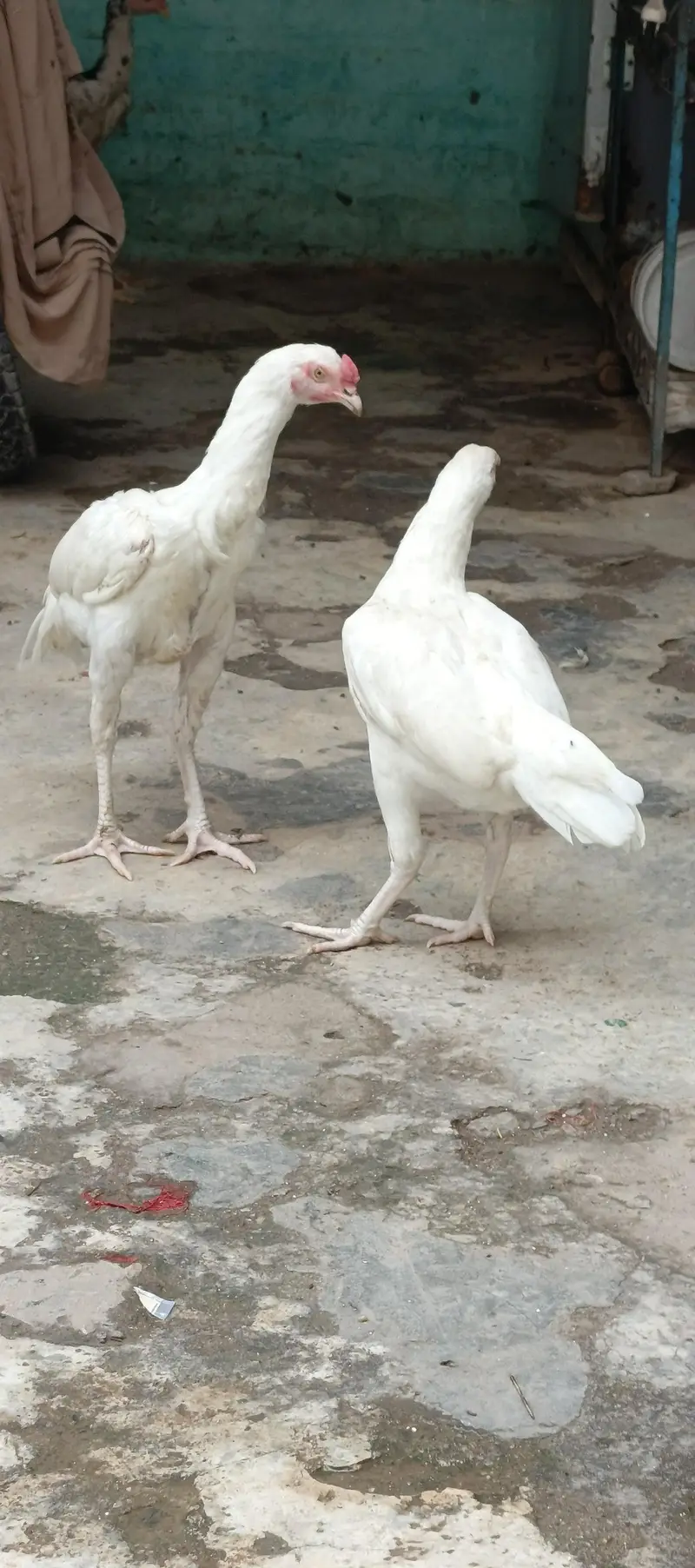 heera aseel pair — photo 2