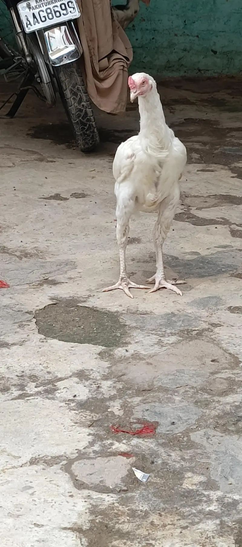 heera aseel pair — photo 3