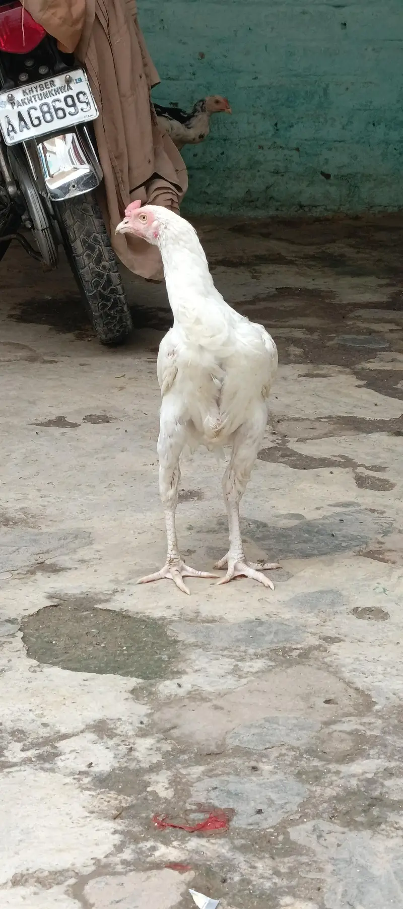 heera aseel pair — photo 4