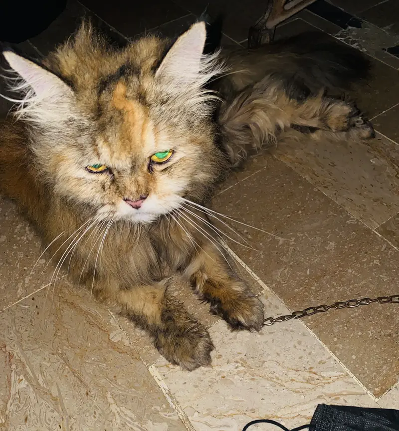 Kush condition ki waja sy is ka khayal nahi rakh pa rahy — photo 2