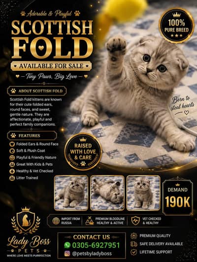 Scottish fold kittens available for sale